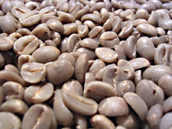 コナ生豆